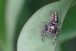 Image of Garden Jumping Spider