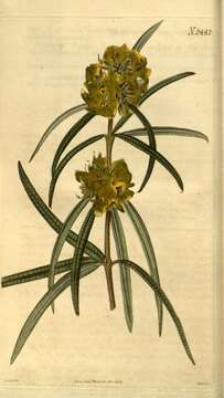 Image of Oxylobium arborescens R. Br.