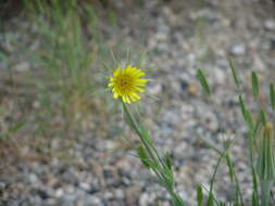 Image of goatsbeard