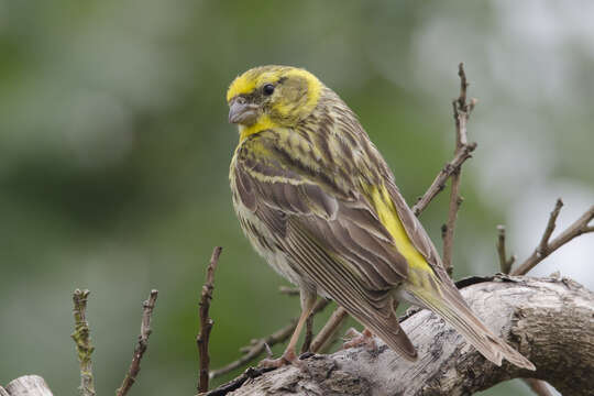 Image of serin, european serin