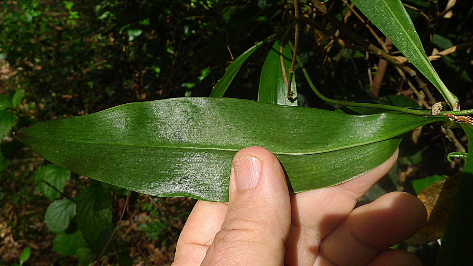 Image de Herreria glaziovii Lecomte