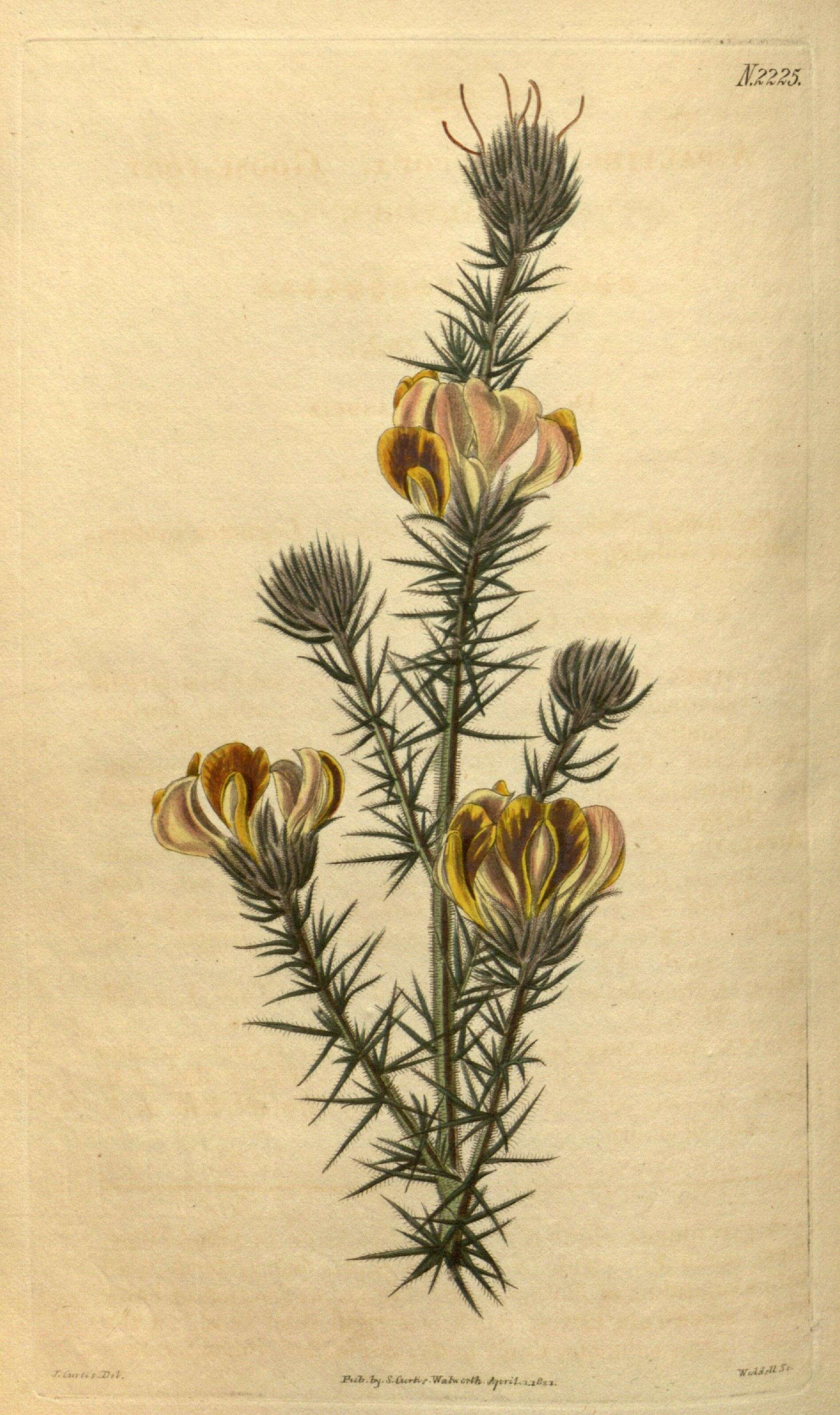 Image of Aspalathus chenopoda L.