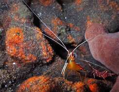 Image of Scarlet cleaner shrimp