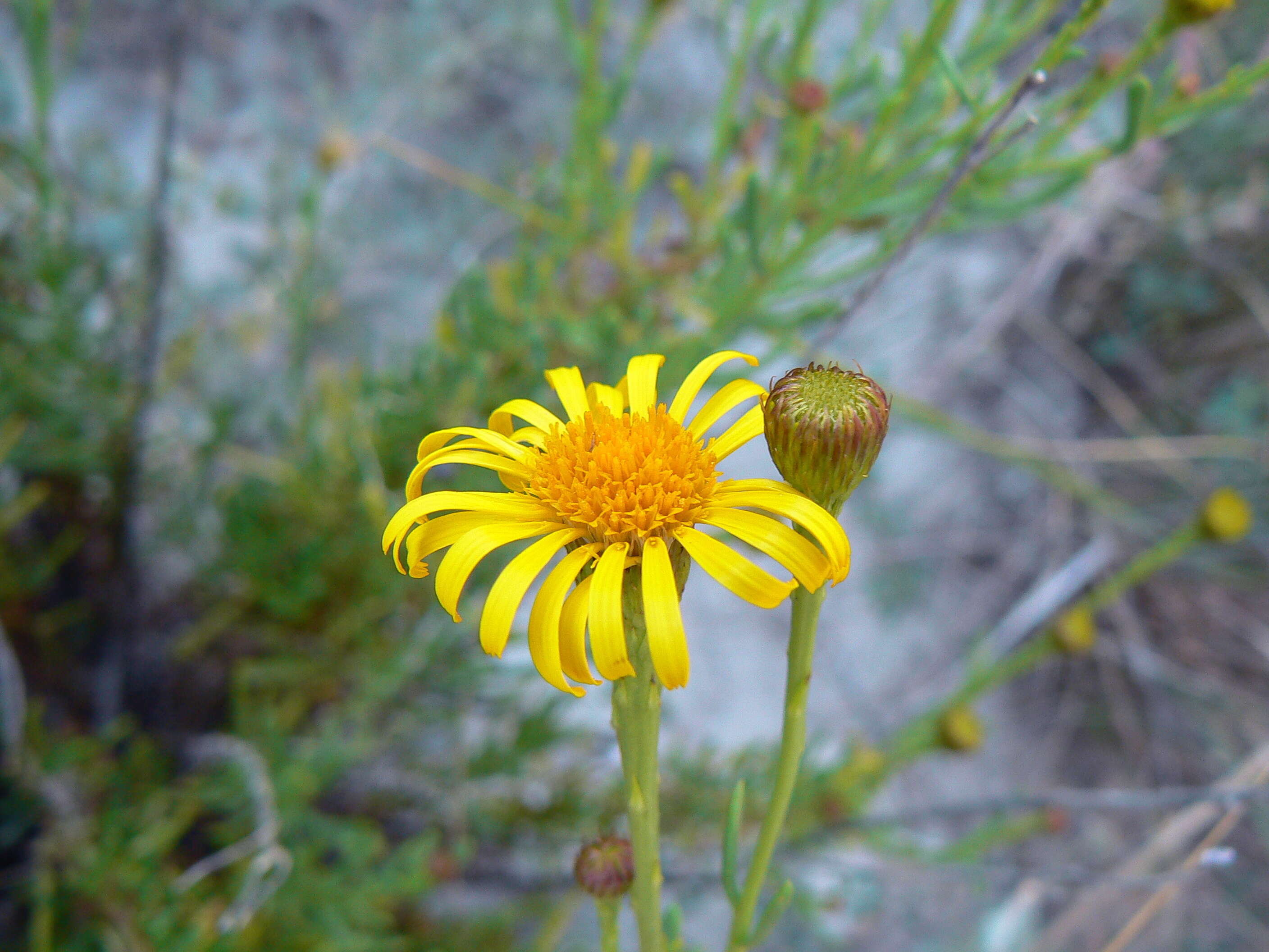 Inula multicaulis Fisch. & C. A. Mey. resmi