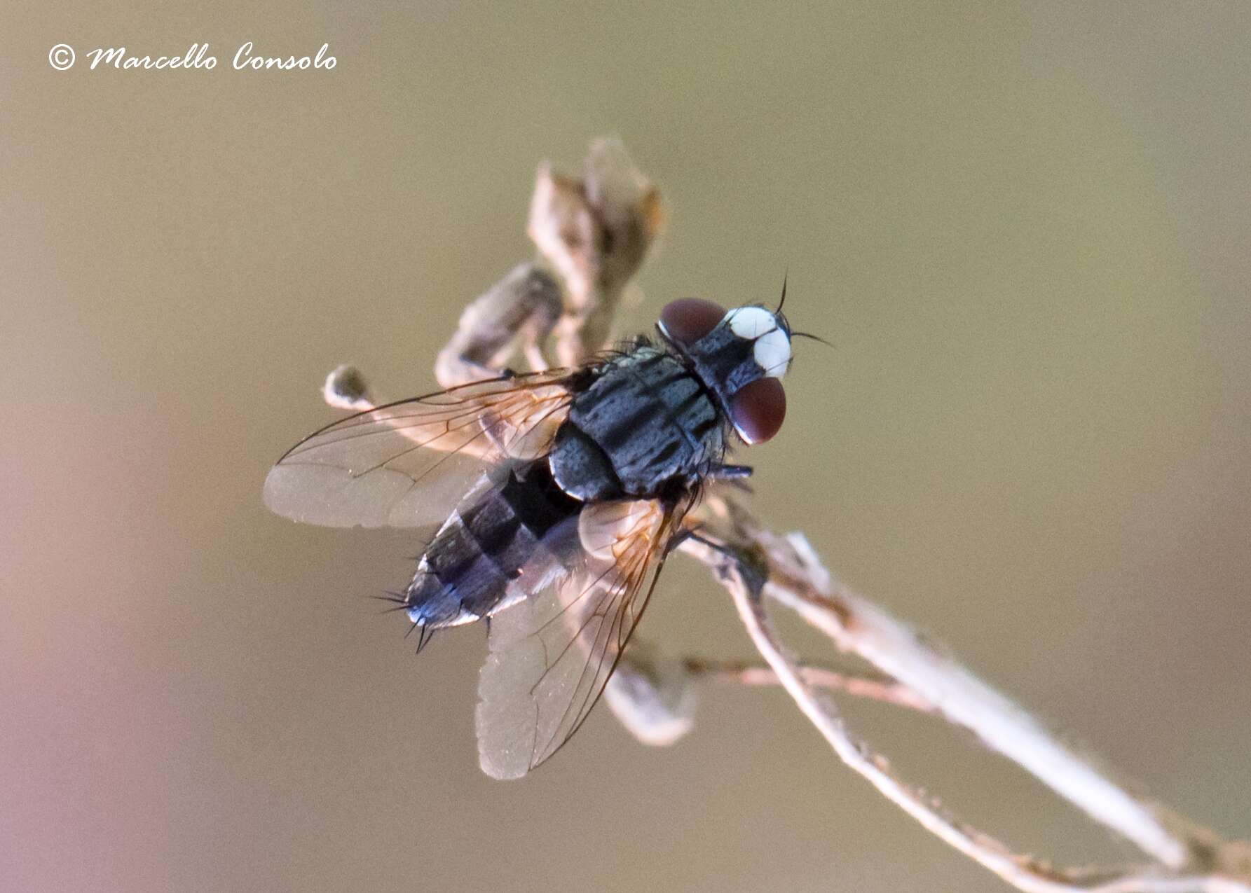 Image of flesh flies