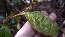 Слика од Solanum rupincola Sendtn.