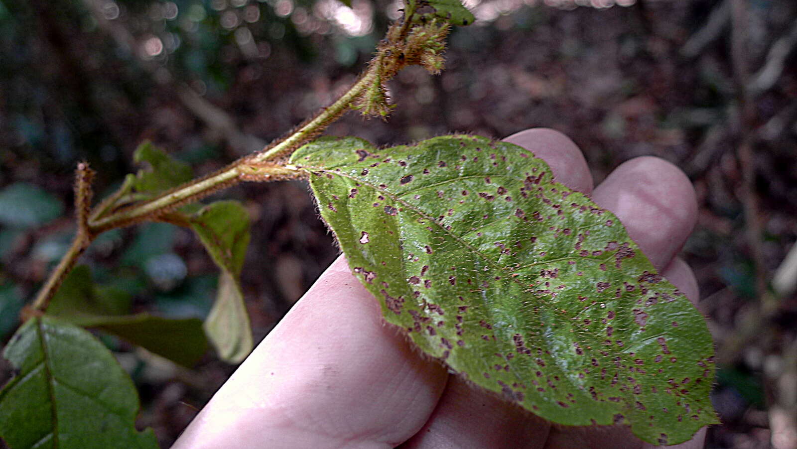 Слика од Solanum rupincola Sendtn.