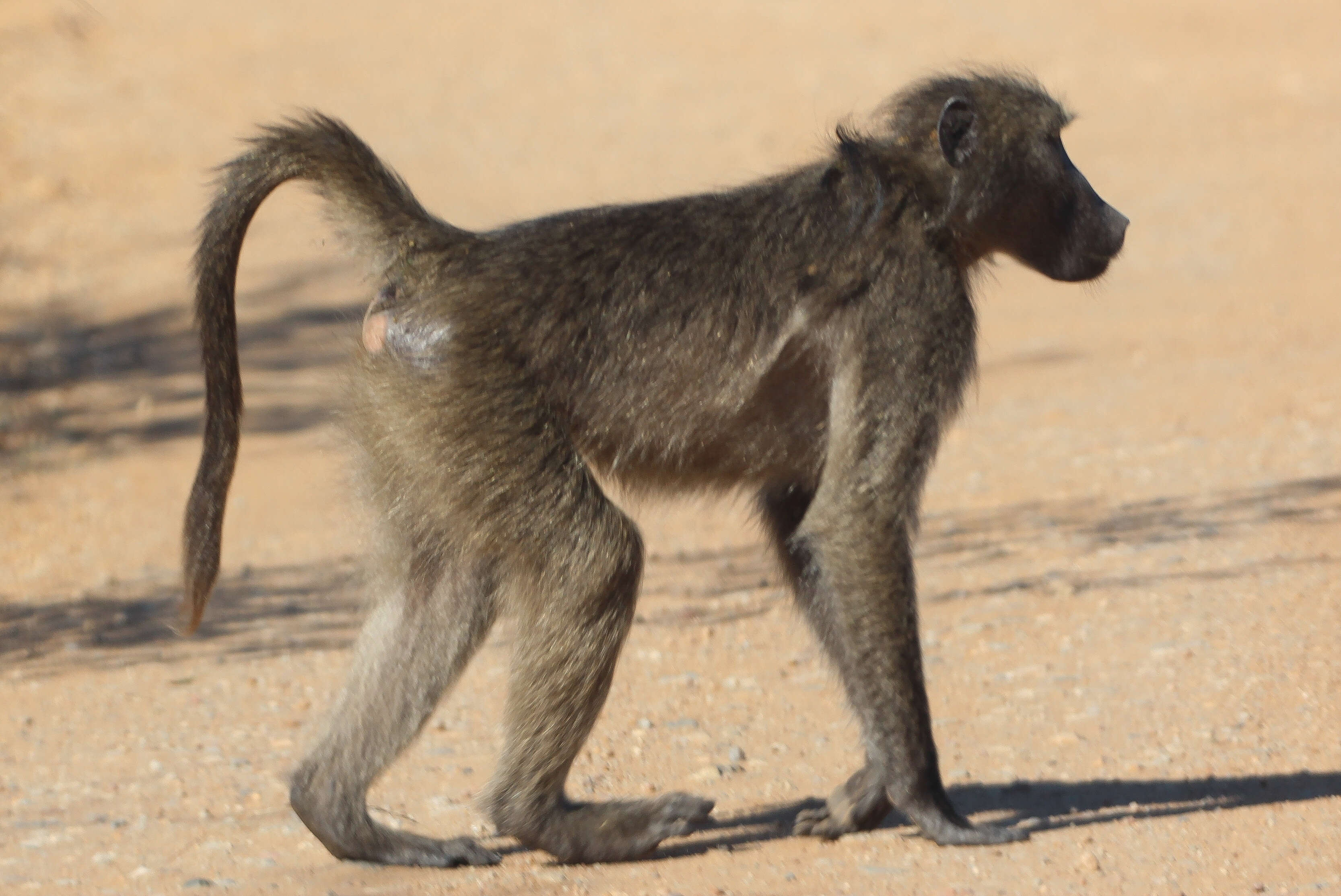 Image of Baboon