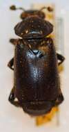 Nicrophorus (Nicrophorus) morio (Gebler 1817) resmi