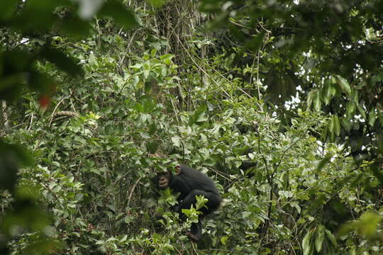 Image of Chimpanzees