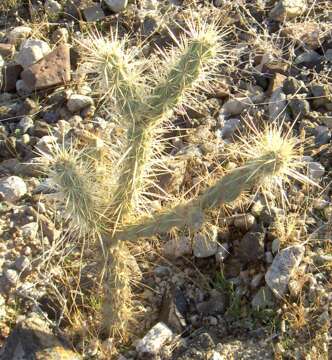 Image of Chollas