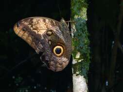 Image of Morpho