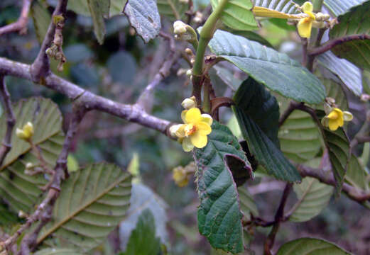 Image of Schumacheria alnifolia Hook. fil. & Thoms.