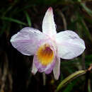 Image of Arundina graminifolia subsp. caespitosa (Aver.) H. A. Pedersen & Schuit.