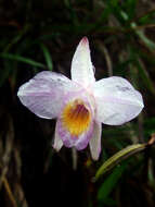 Image of Bamboo orchid