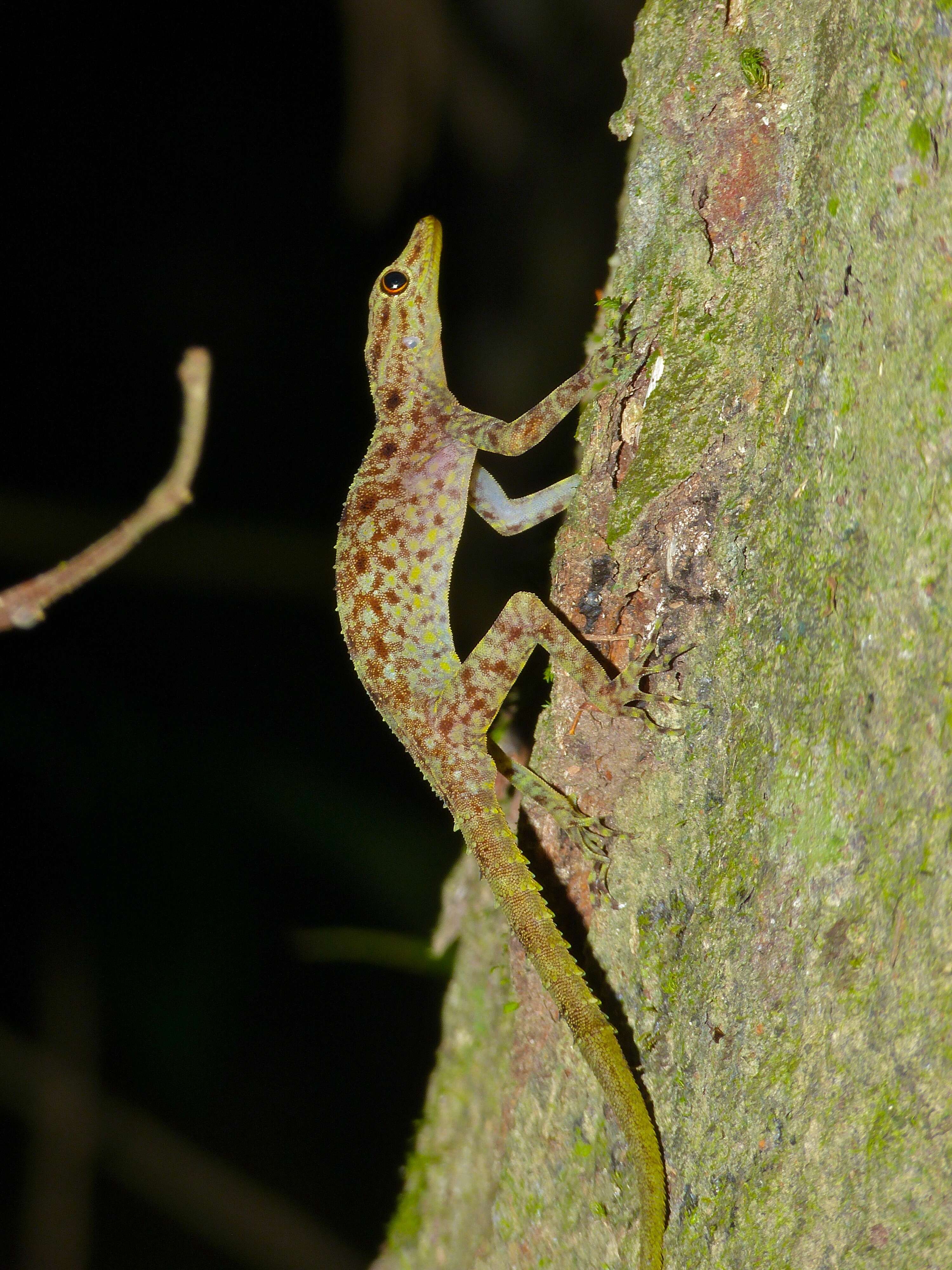 صورة Cnemaspis peninsularis Grismer, Wood, Anuar, Riyanto, Ahmad, Muin, Sumontha, Grismer, Onn, Quah & Pauwels 2014