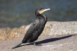 Image of Black Shag