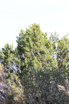 Image of cypress-pine