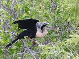 Image de Anhinga d'Amérique