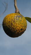 Image of Annona