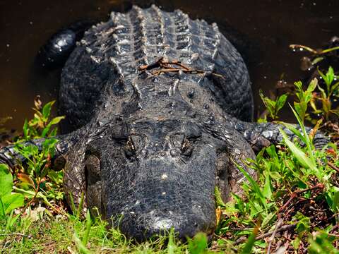 Image of Alligator