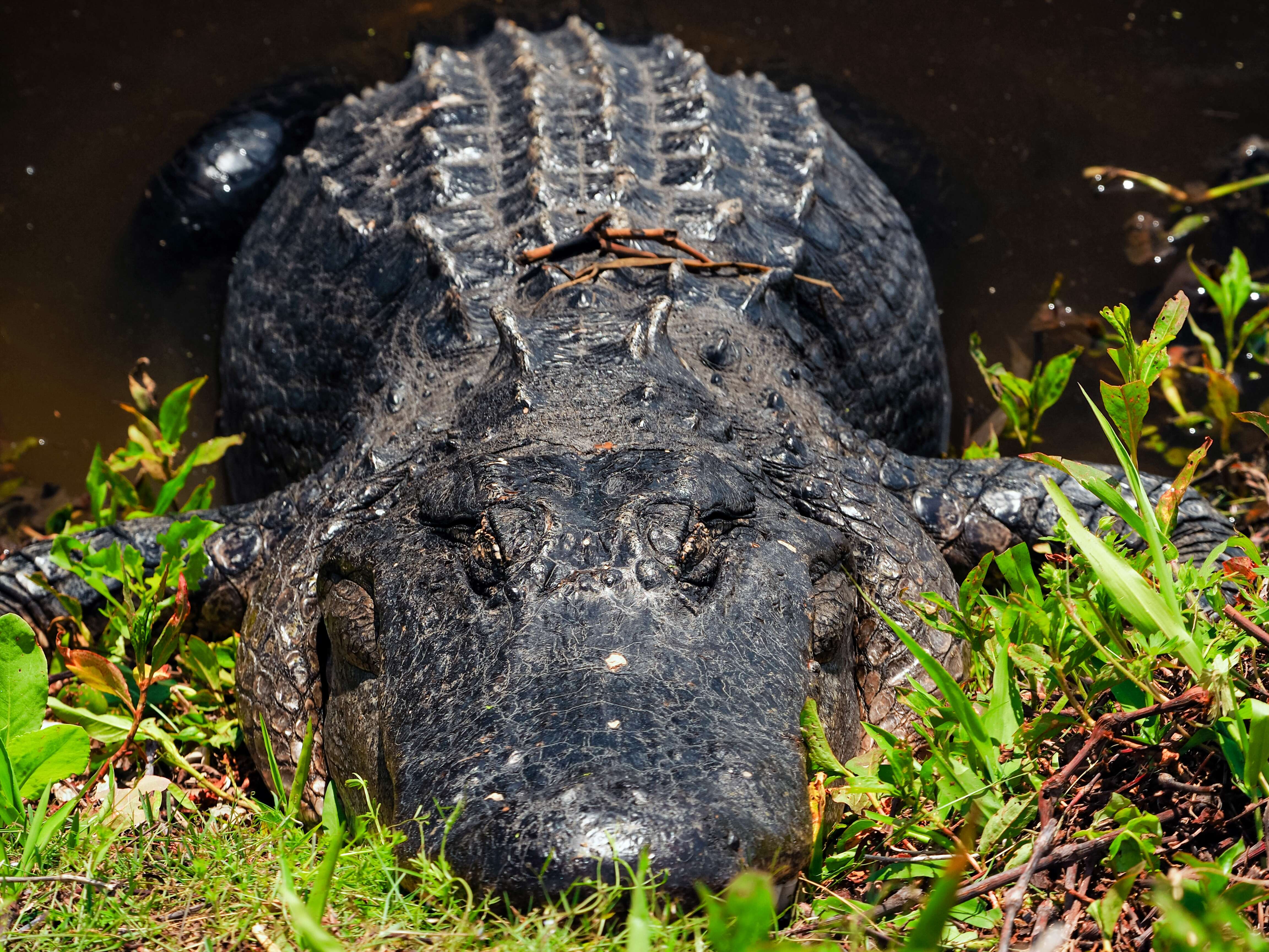 Image de Alligator