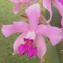 Image of Cattleya amethystoglossa Linden & Rchb. fil. ex R. Warner