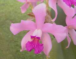 Image of Cattleya amethystoglossa Linden & Rchb. fil. ex R. Warner