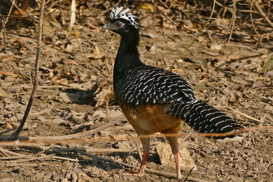 Image of Bare-faced Curassow