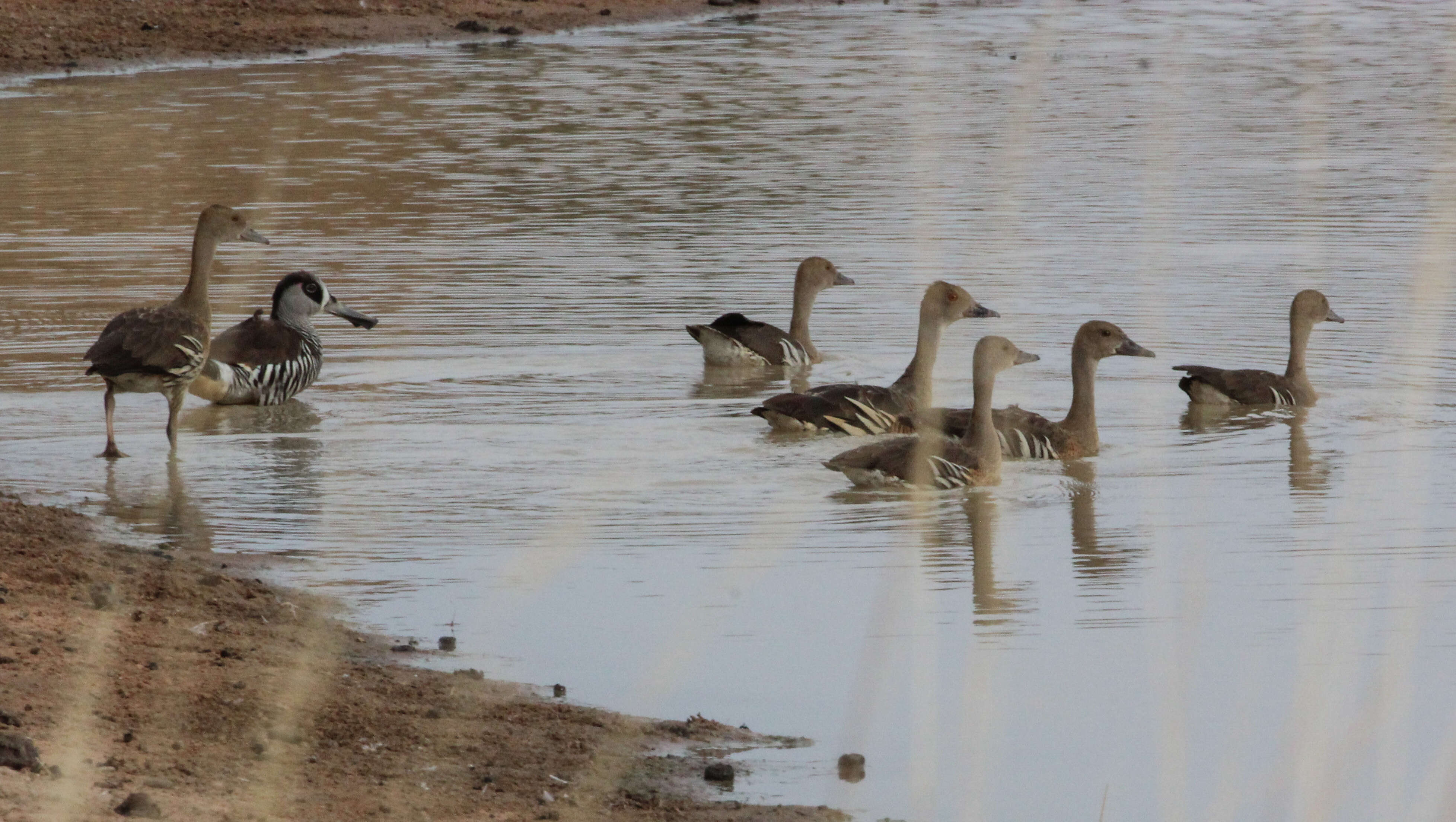 Image of Grass Whistling Duck