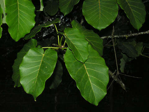 Image of Ficus nymphaeifolia Mill.