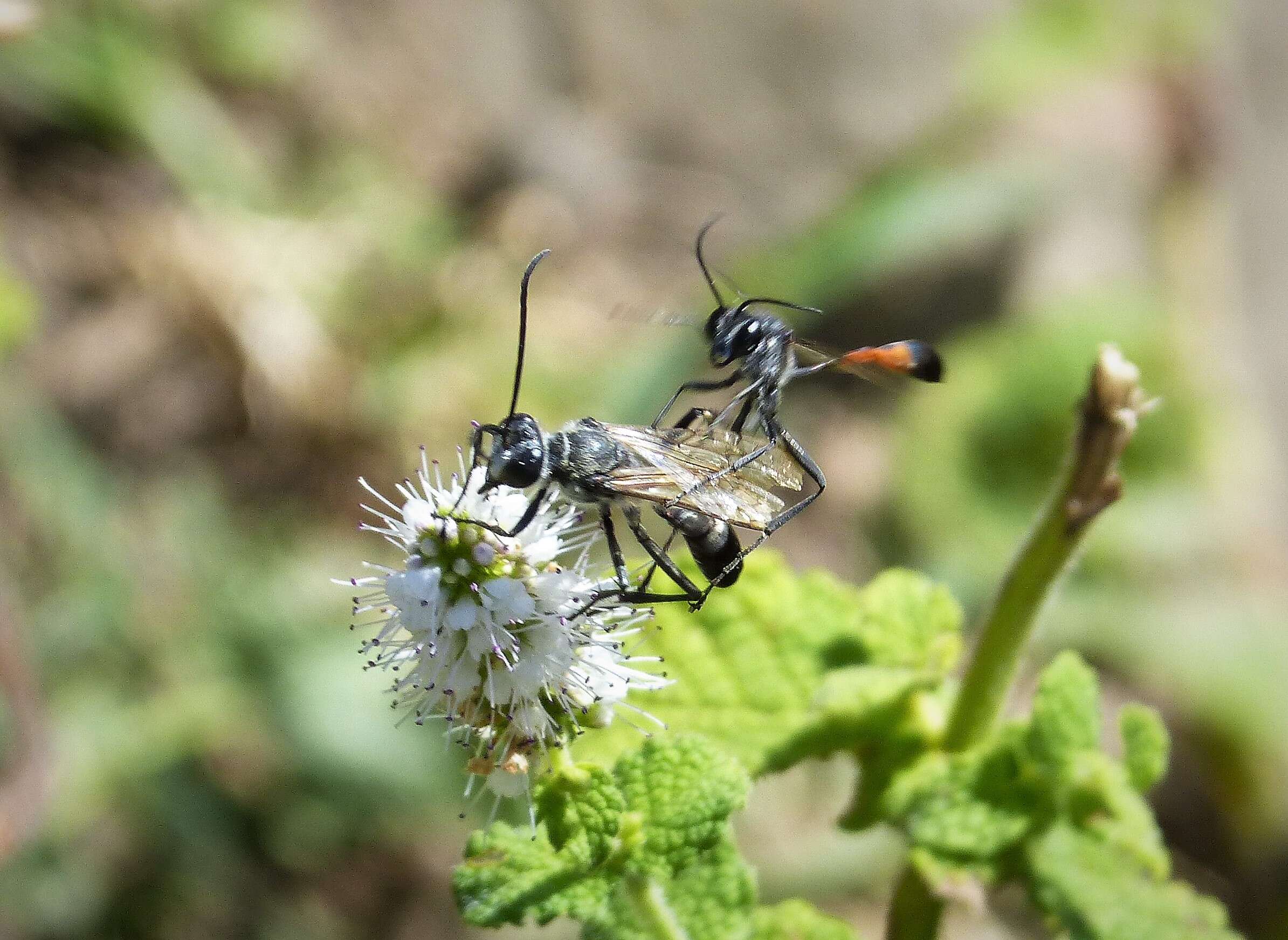 Image of Grass-carrying Wasps