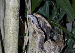 Image of monitor lizards