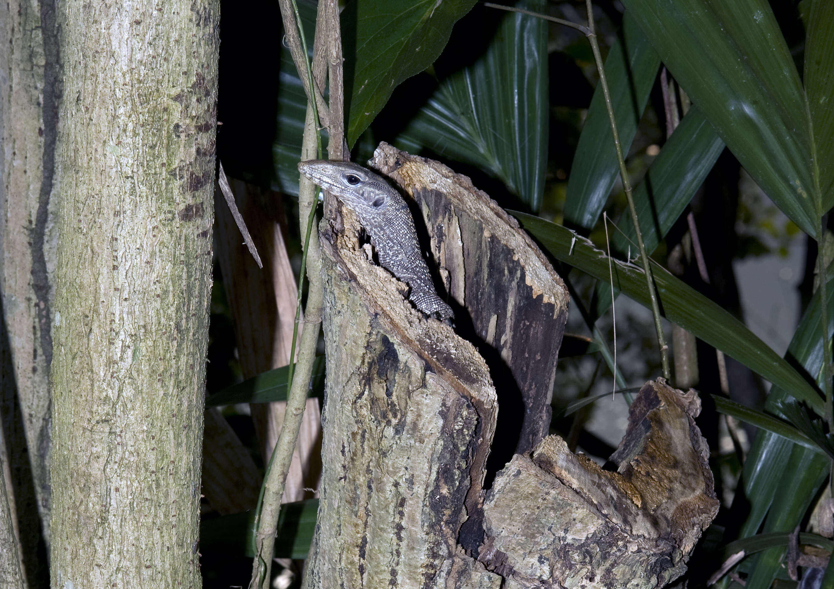 Imagem de Varanus salvator (Laurenti 1768)