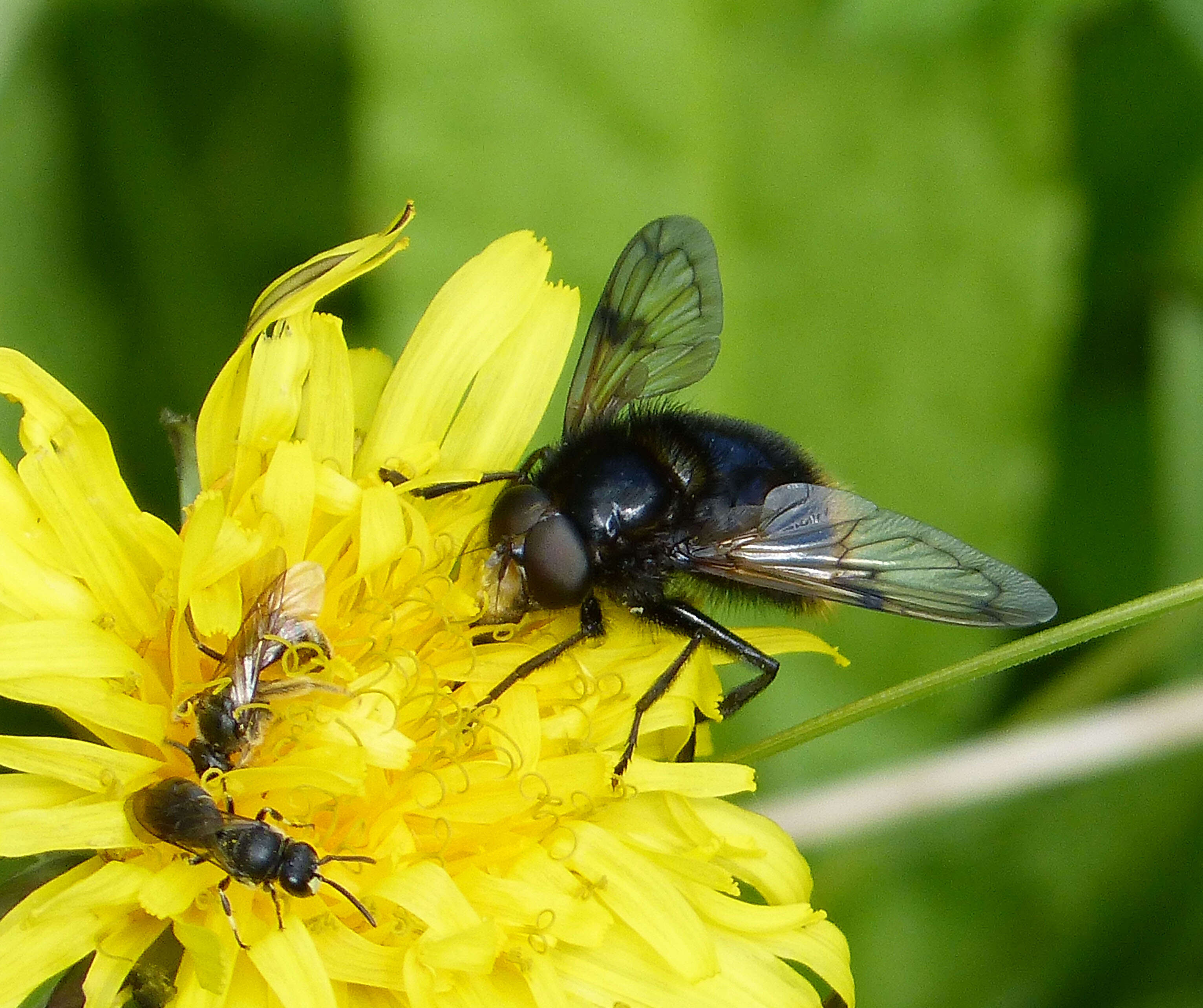 Volucella bombylans (Linnaeus 1758) resmi