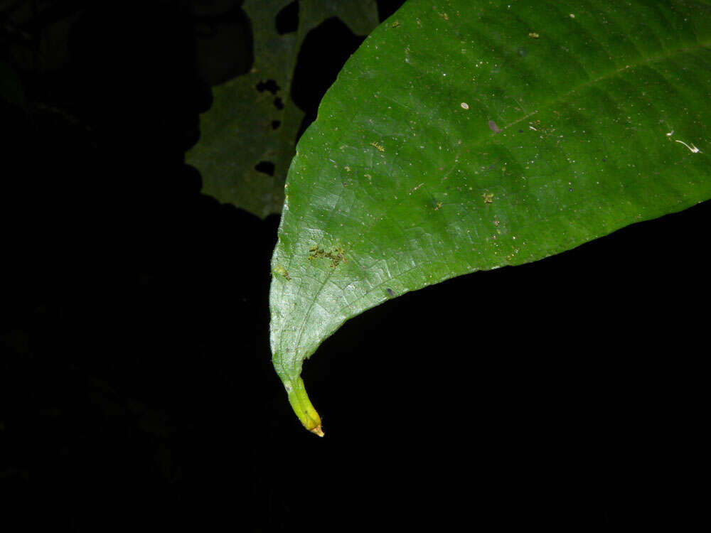 Image of Miconia gracilis Triana