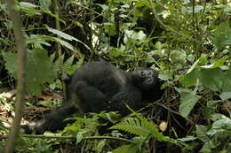 Image of Mountain Gorilla