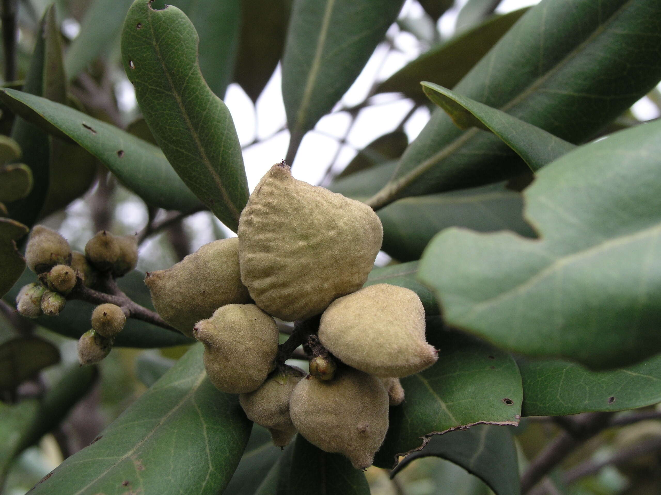 Image of Avicennia marina var. rumphiana (H. Hallier) Bakh.