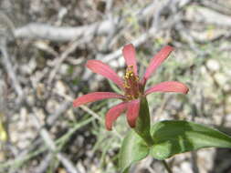 Image of Zinnia peruviana