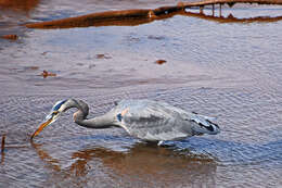 Image of Ardea Linnaeus 1758