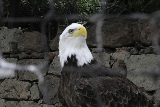 Image of Sea eagles