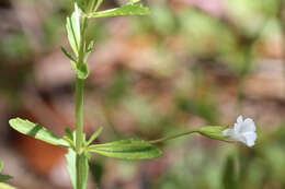 Mecardonia acuminata subsp. peninsularis (Pennell) R. A. Rossow resmi