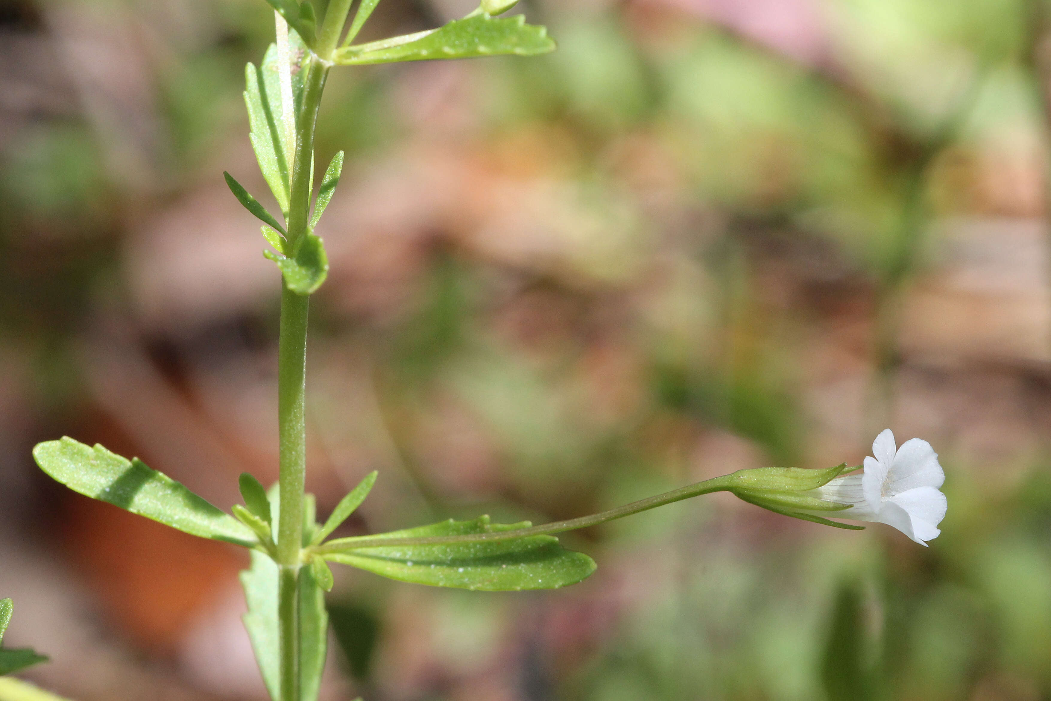 Слика од Mecardonia acuminata subsp. peninsularis (Pennell) R. A. Rossow