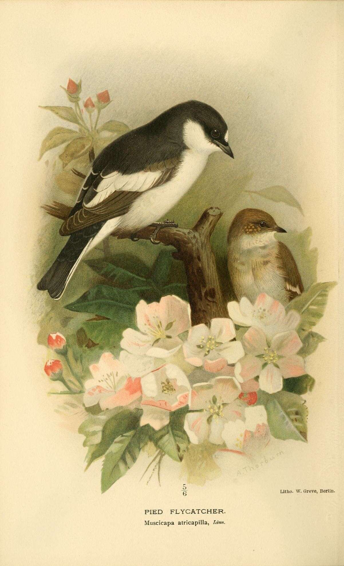 Image of European Pied Flycatcher