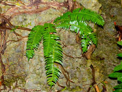 Image of netvein hollyfern