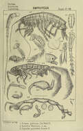Image of Synopiidira Dana 1852