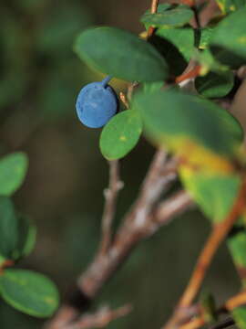 Image of alpine bilberry