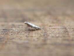 Image of shiny head-standing moths