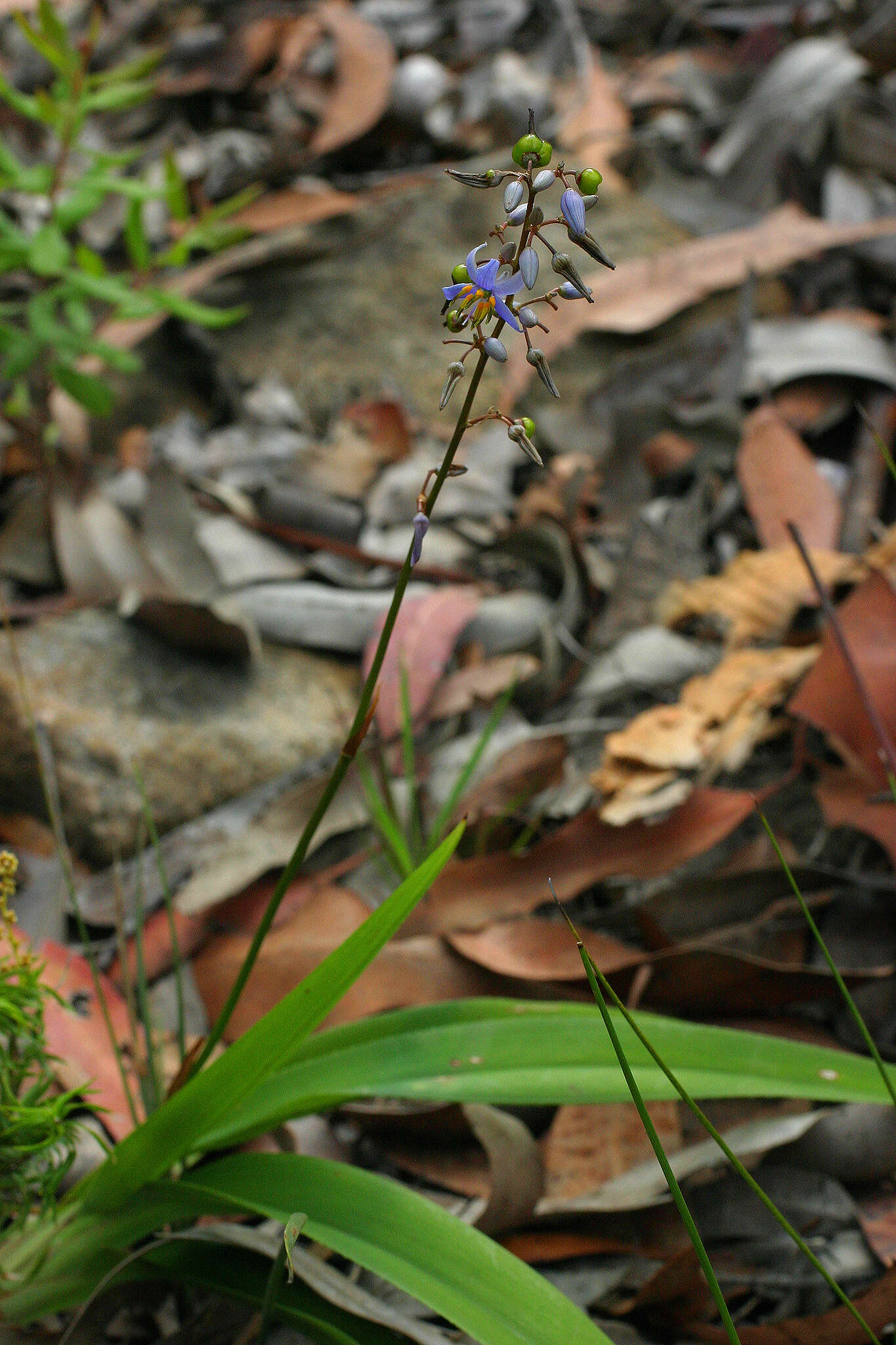 Image of cerulean flaxlily