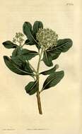 Image de Pittosporum viridiflorum Sims